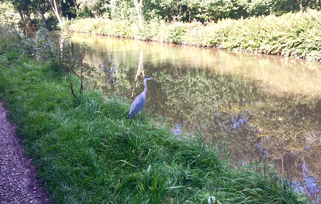Heron on the Macclesfield Canal