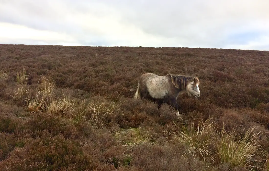 Wild welsh mountain pony